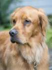 Golden Retriever dog portrait. Art Print